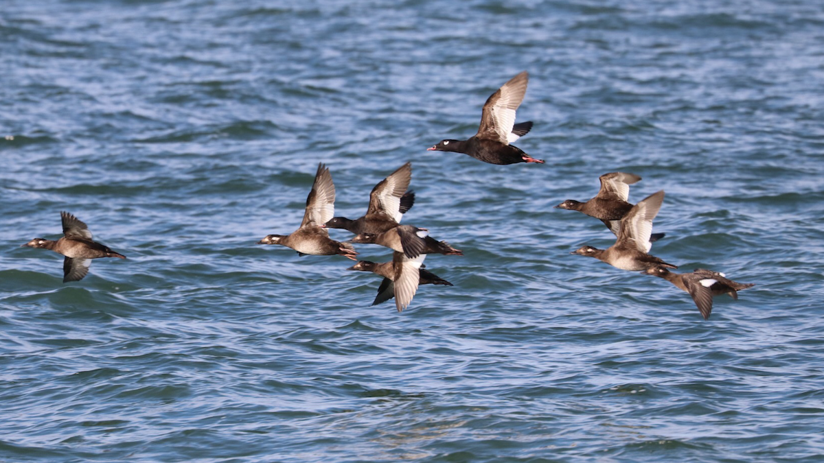 White-winged Scoter - ML183194511