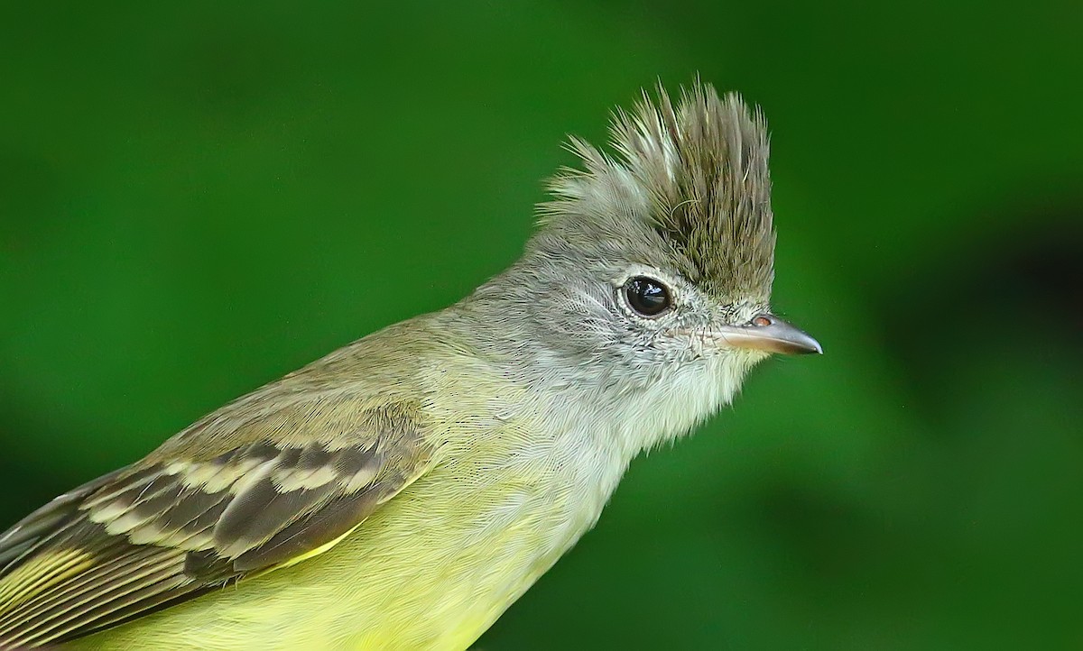 Yellow-bellied Elaenia - Greg Homel