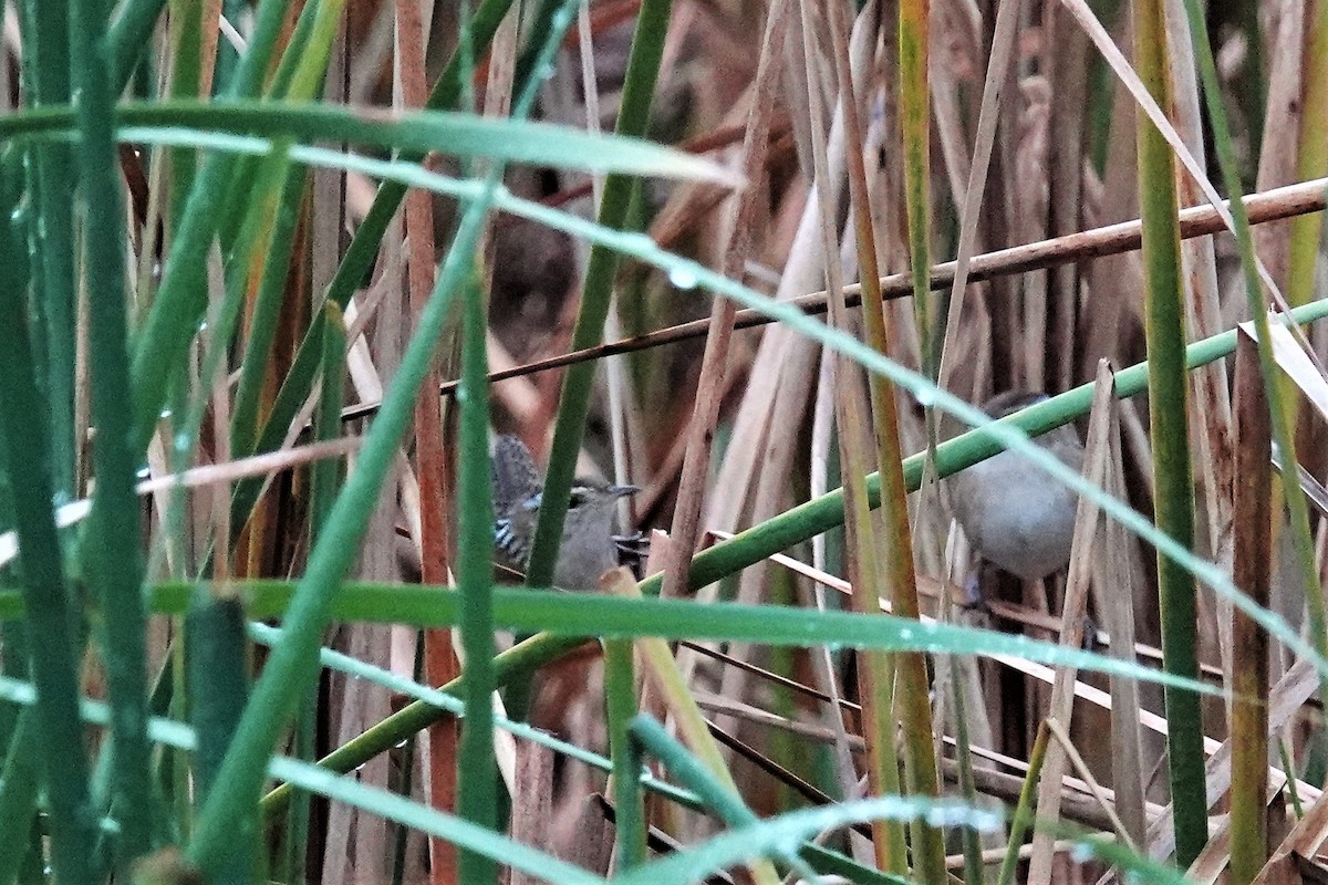 Marsh Wren - Marcia Hawk