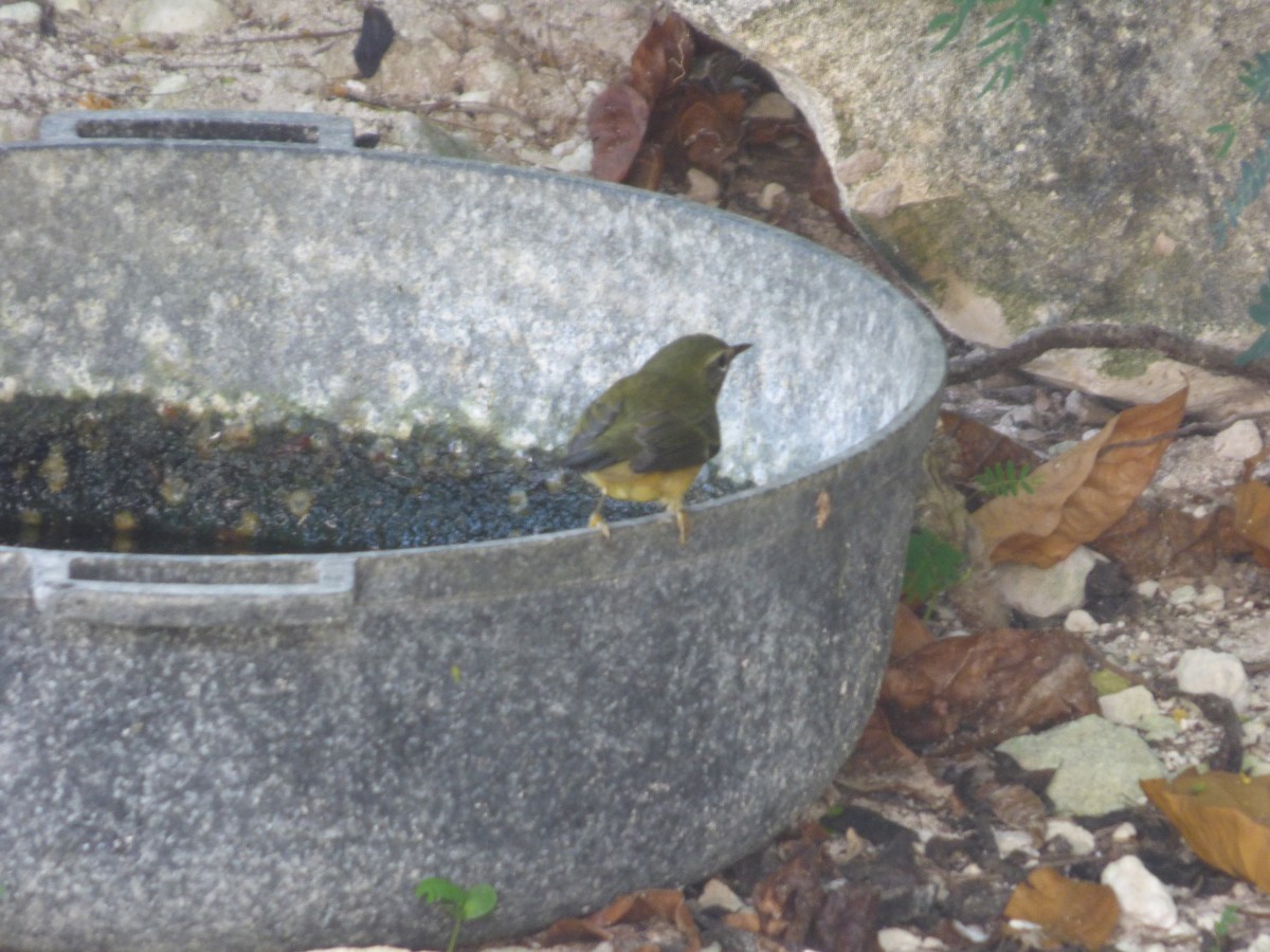 Black-throated Blue Warbler - Tarra Lindo