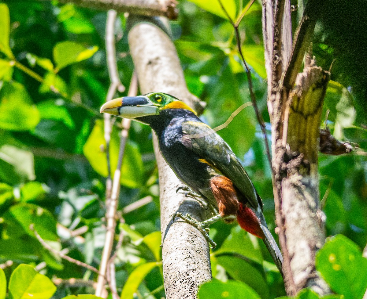 Gould's Toucanet - ML183199411