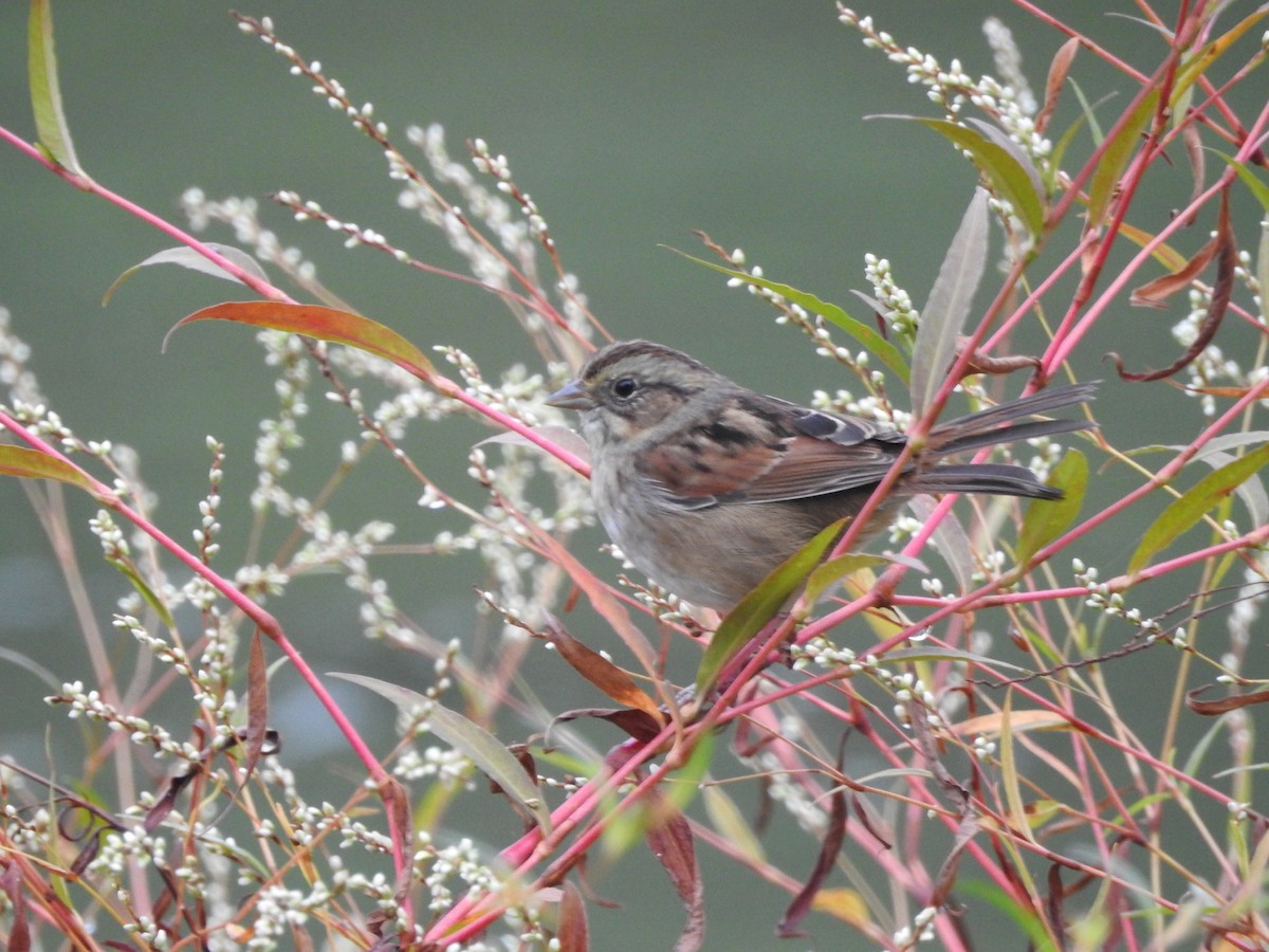 Swamp Sparrow - P Chappell