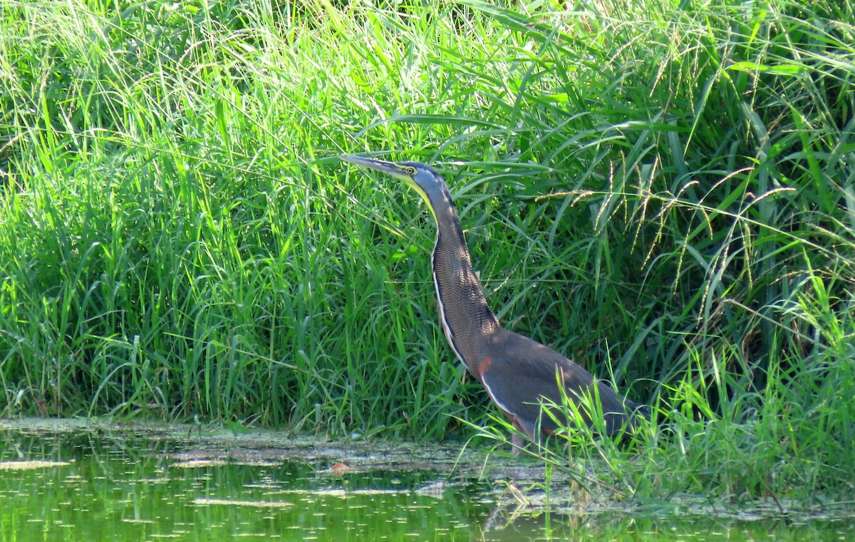 Bare-throated Tiger-Heron - ML183204701