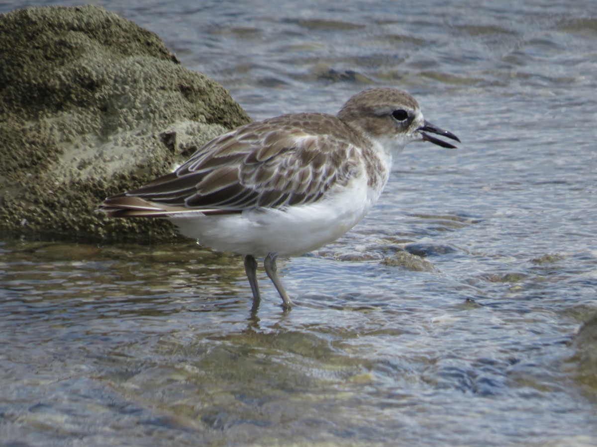 Red-breasted Dotterel - ML183206501