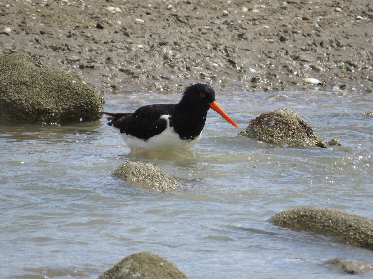 South Island Oystercatcher - ML183207101