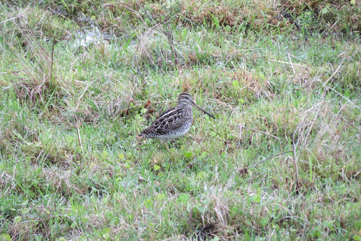 Pantanal Snipe - ML183207651