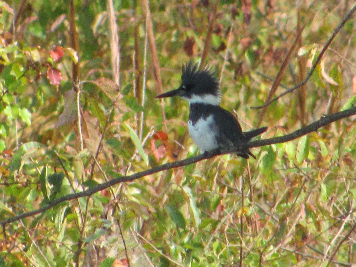 Belted Kingfisher - ML183207851