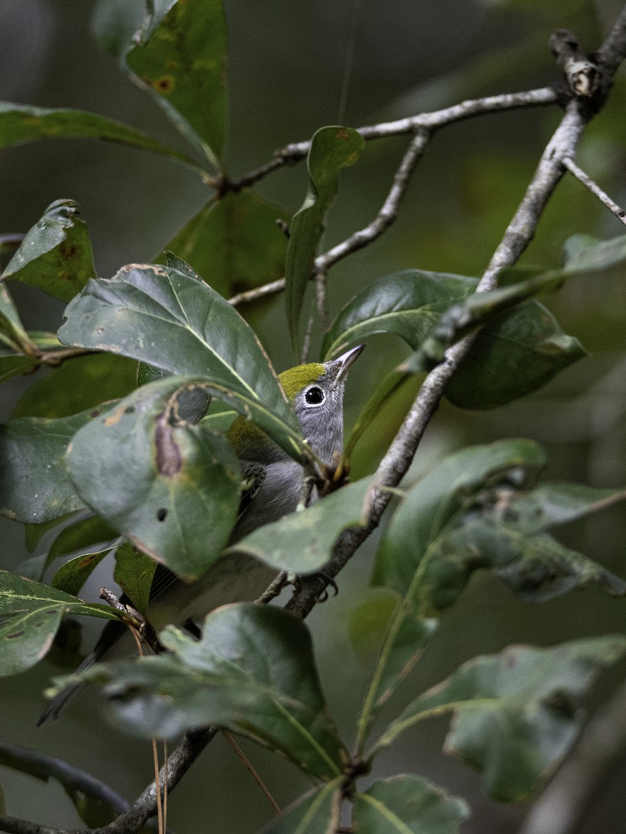 Chestnut-sided Warbler - ML183208171