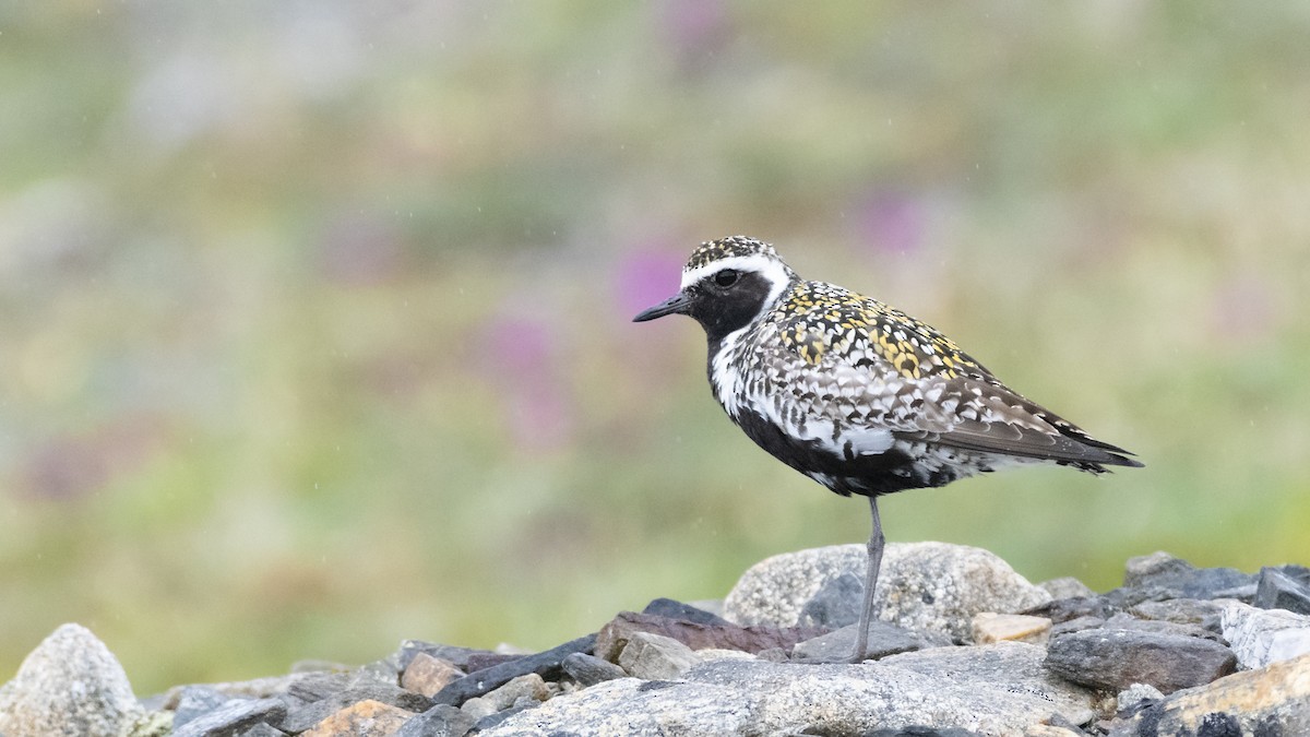 Pacific Golden-Plover - ML183208371