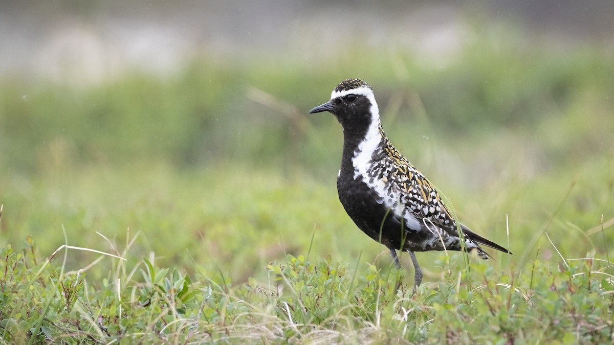 Pacific Golden-Plover - ML183208441