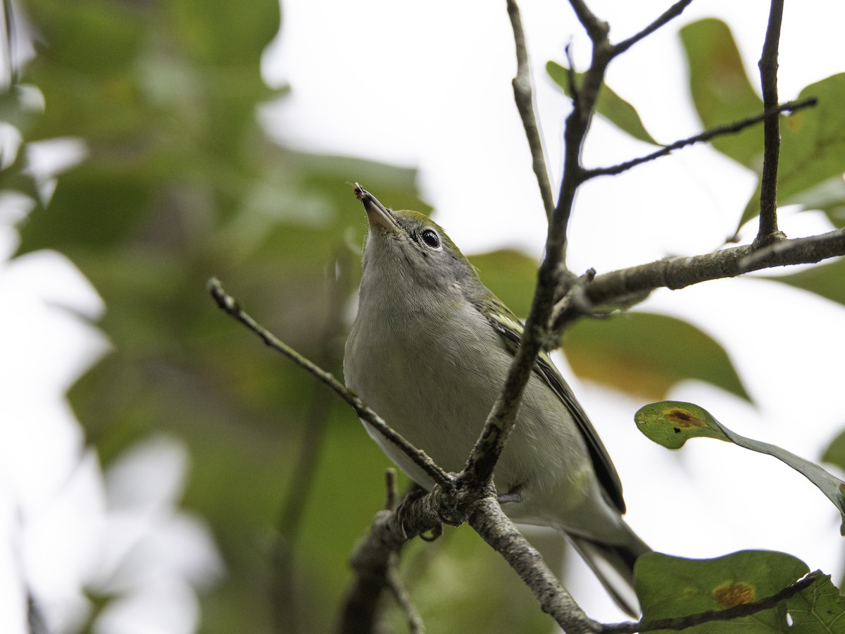 Chestnut-sided Warbler - ML183208671