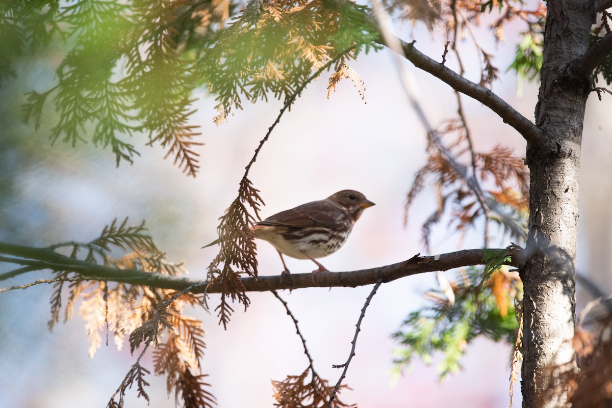 Fox Sparrow - ML183209041