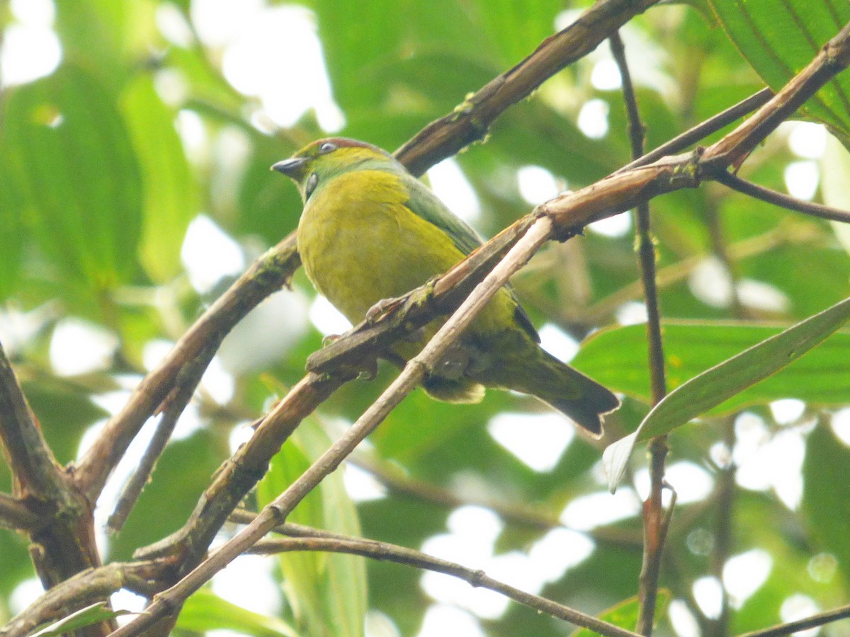 Chestnut-breasted Chlorophonia - ML183210771