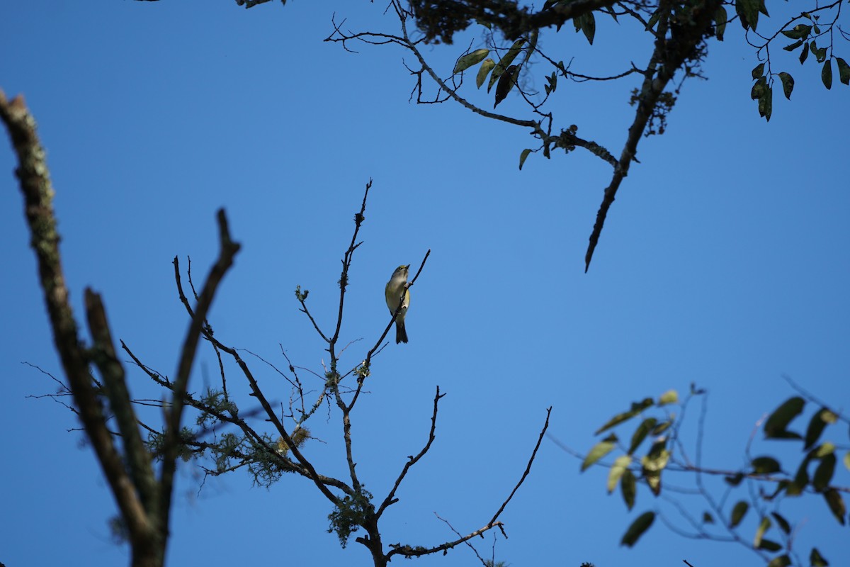 White-eyed Vireo - Cindy & Gene Cunningham