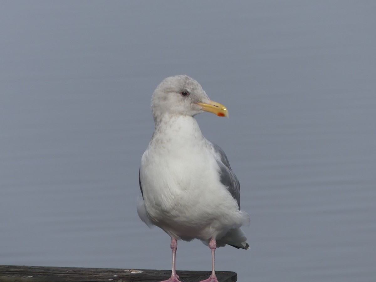 Iceland Gull - ML183215851