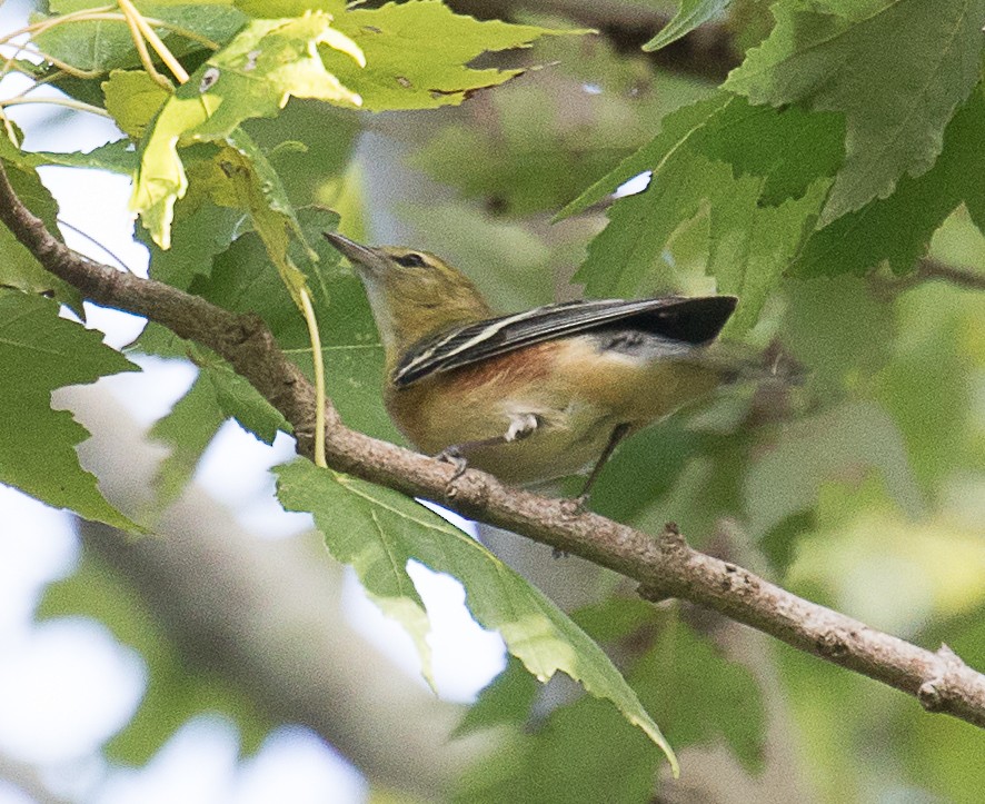 Bay-breasted Warbler - ML183215911