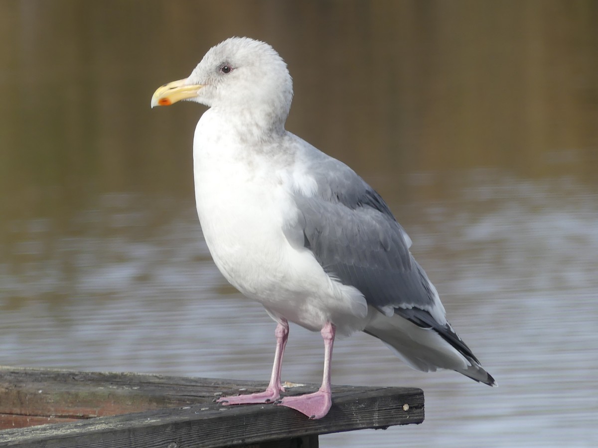 Iceland Gull - ML183216181