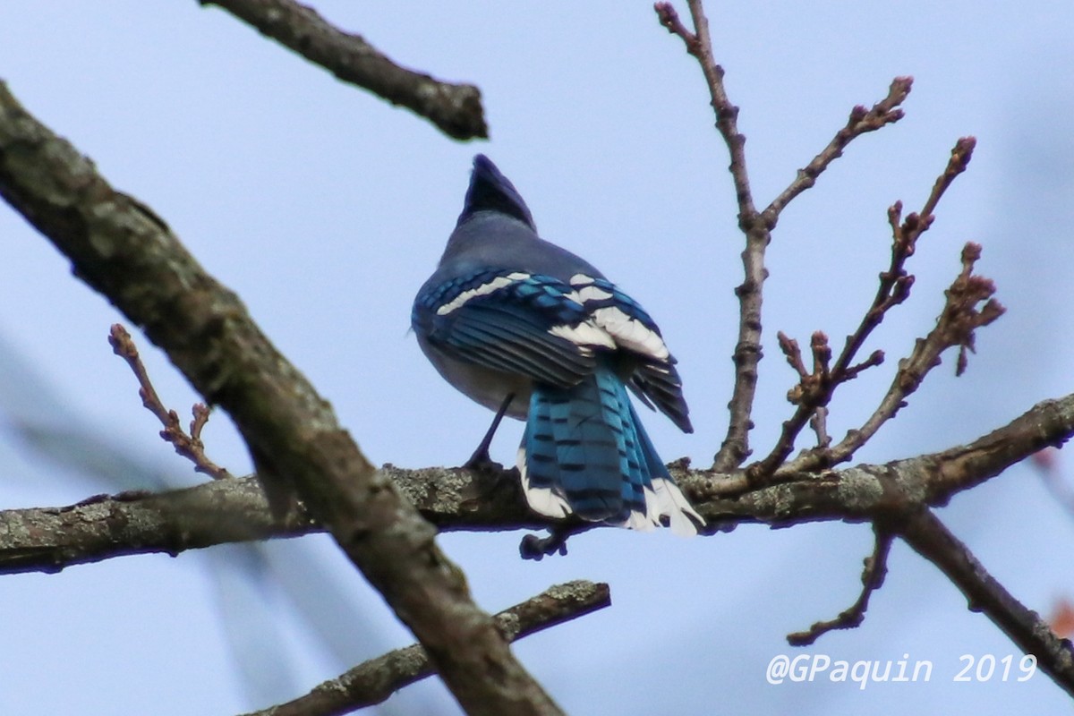 Blue Jay - ML183216991