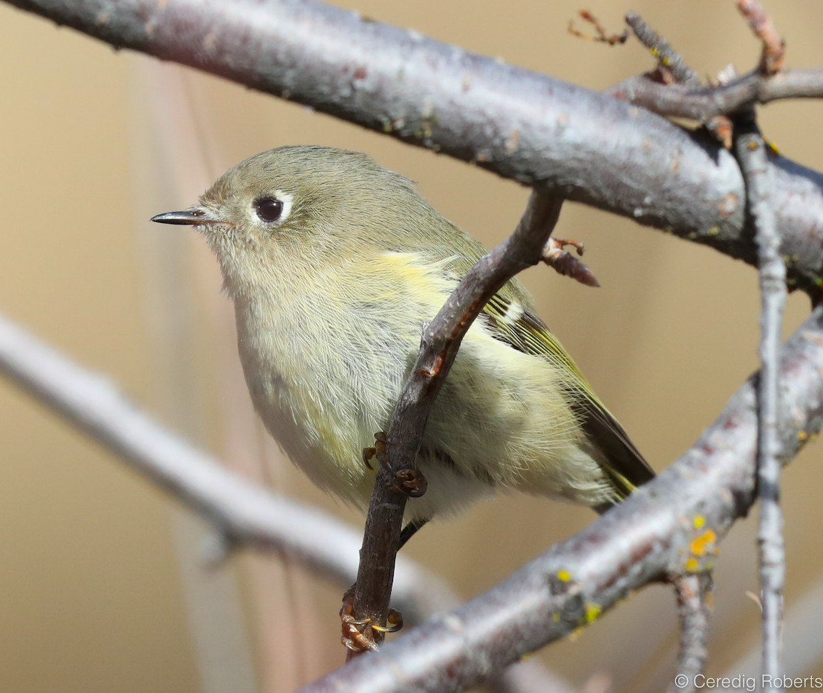 Ruby-crowned Kinglet - ML183217151