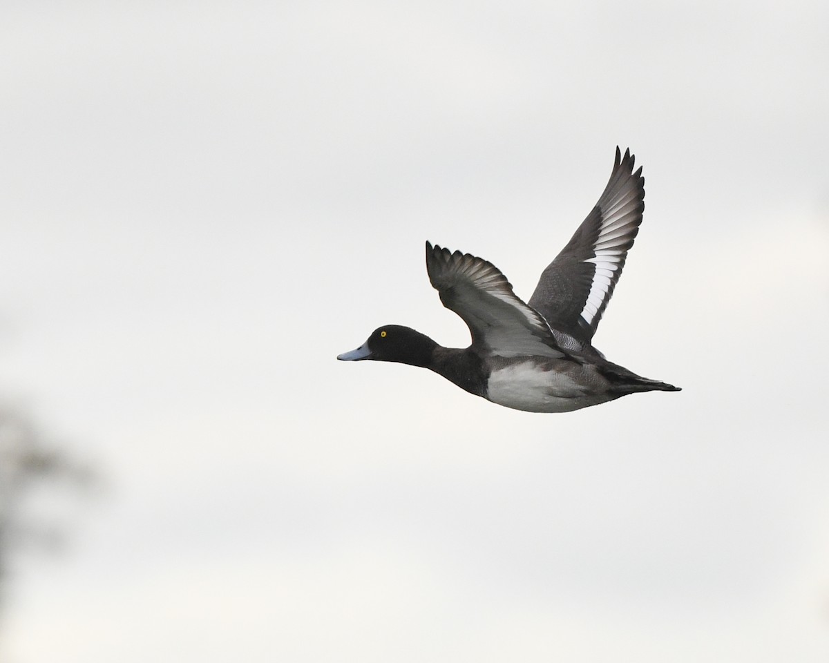 Greater Scaup - Stuart Campbell