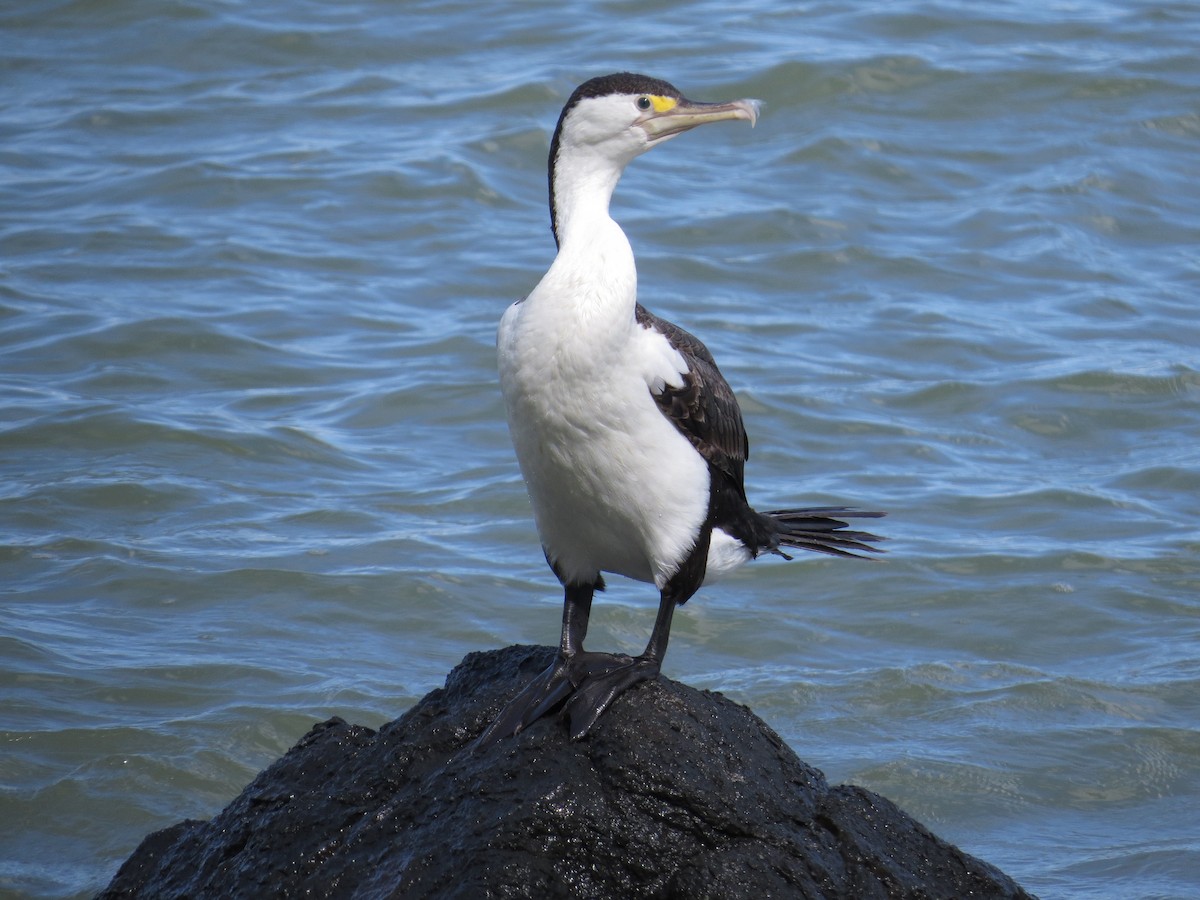 Pied Cormorant - Ken Orich