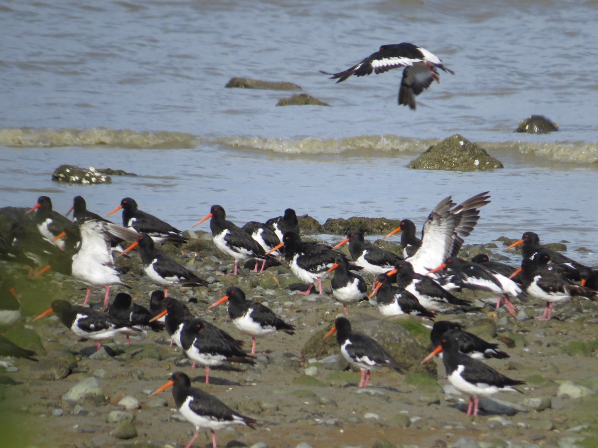 South Island Oystercatcher - Ken Orich