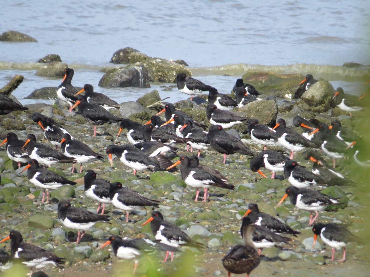 South Island Oystercatcher - ML183220451