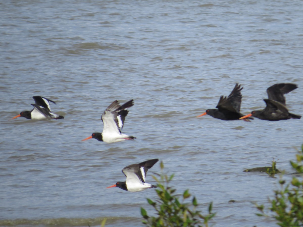 Variable Oystercatcher - ML183220471