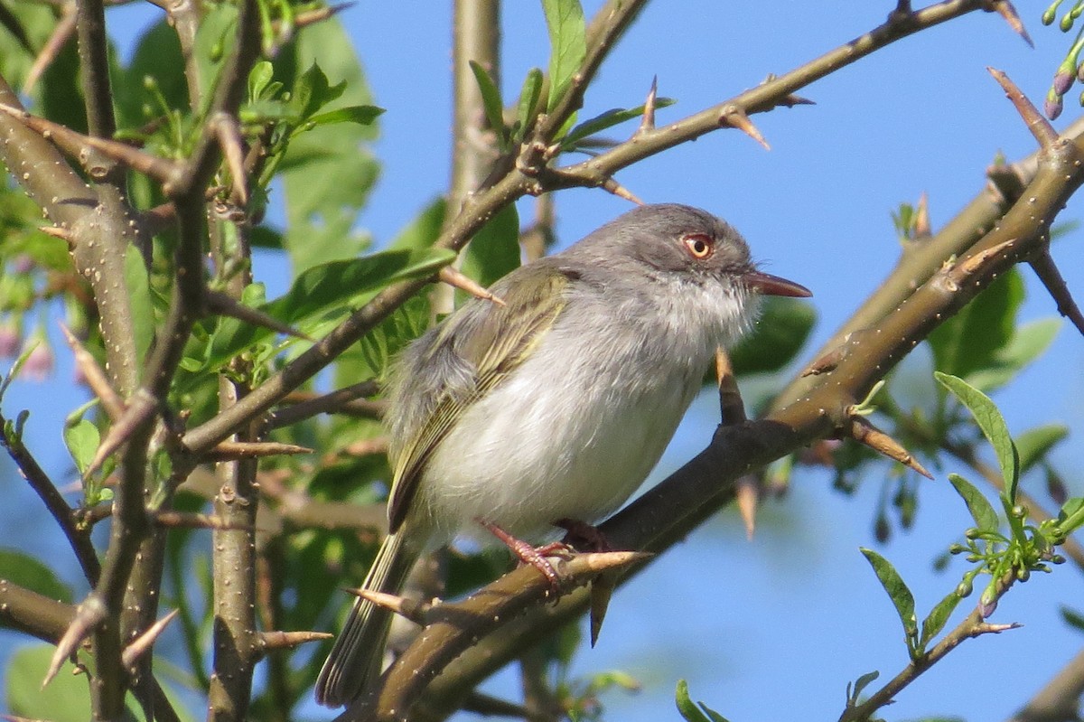 Pearly-vented Tody-Tyrant - Ricardo Battistino