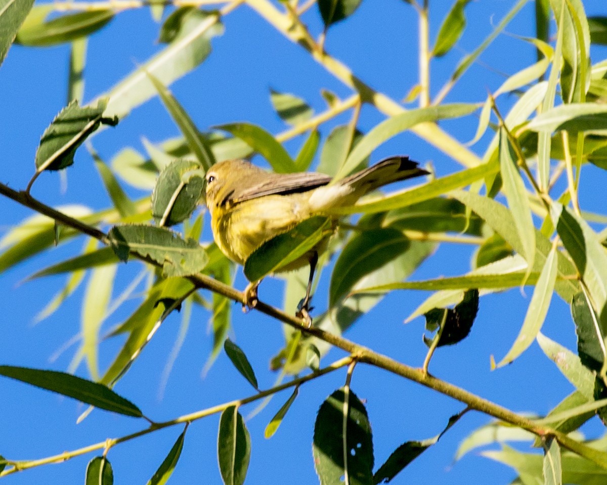 Prairie Warbler - ML183222291