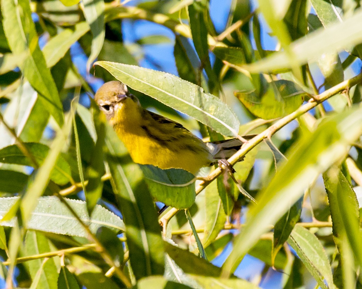 Prairie Warbler - ML183222311