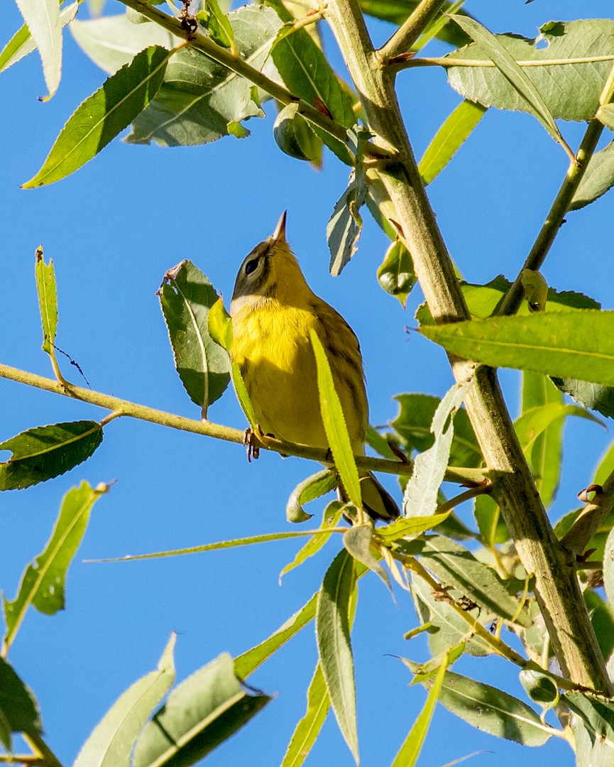 Prairie Warbler - ML183222371