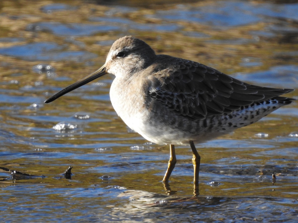 Long-billed Dowitcher - ML183222431