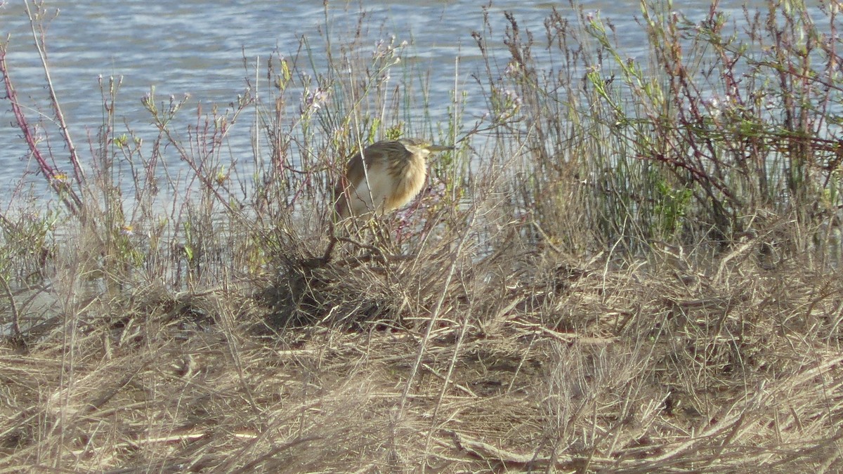 Squacco Heron - ML183222581