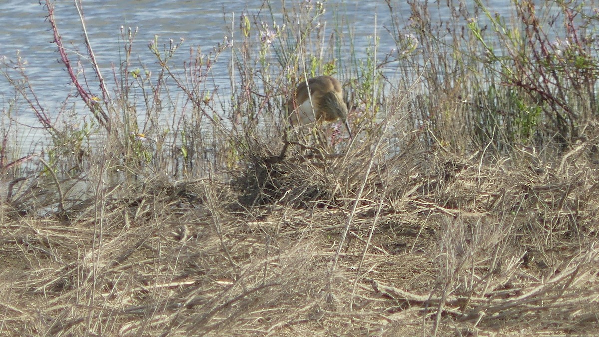 Squacco Heron - ML183222591