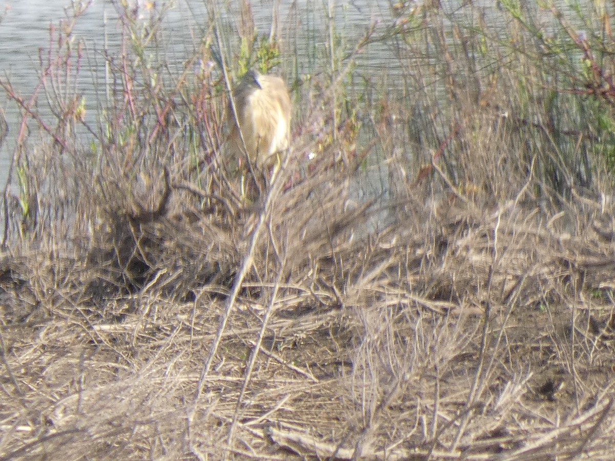 Squacco Heron - Joao e Ze Casimiro