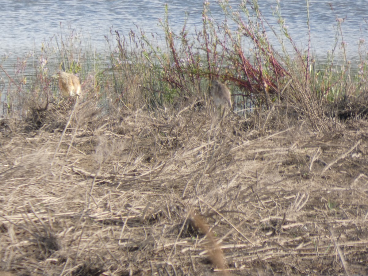 Squacco Heron - ML183222921