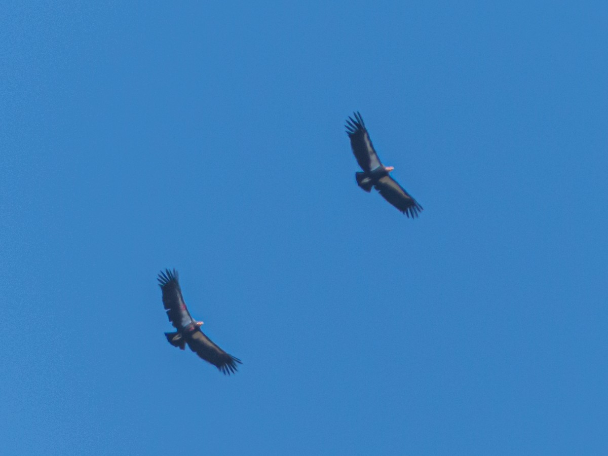 California Condor - ML183223771