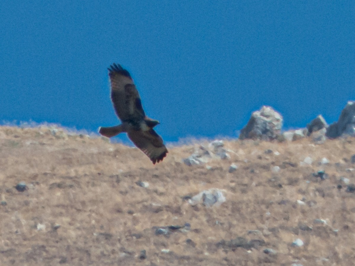 Red-tailed Hawk - ML183224341