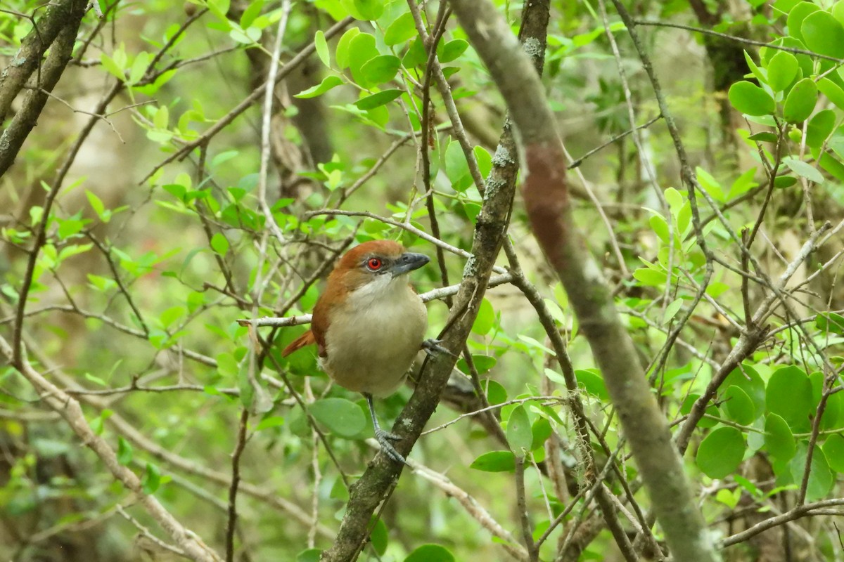 Great Antshrike - ML183225431