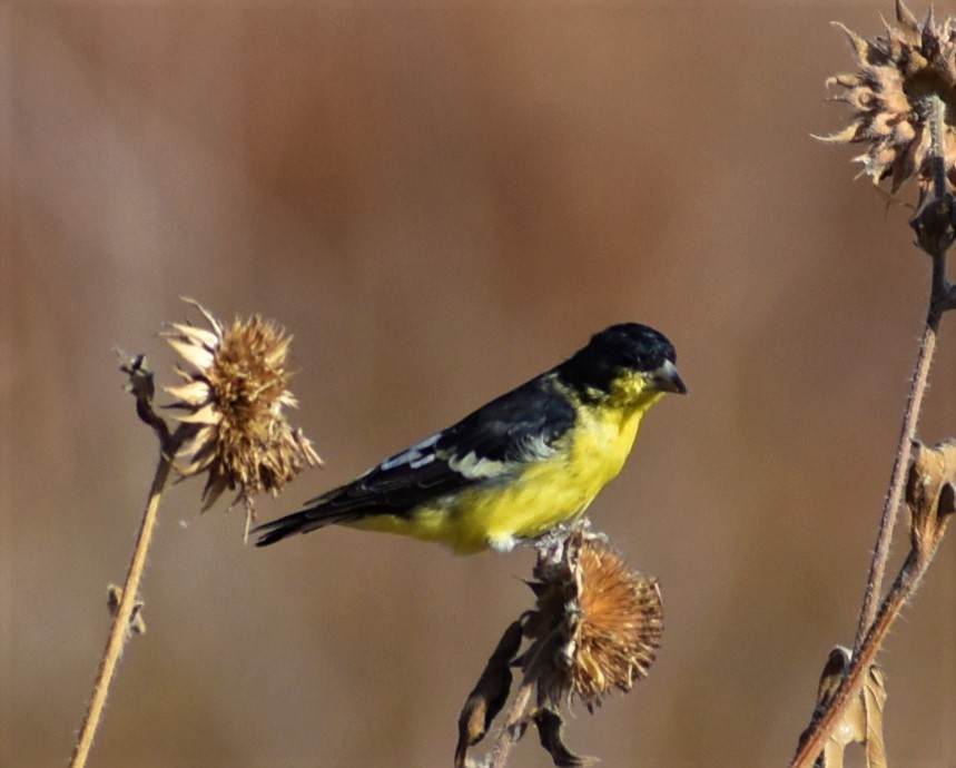 Lesser Goldfinch - ML183225761