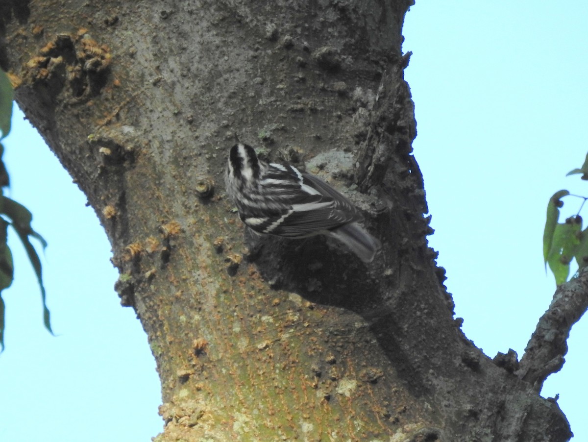 Kletterwaldsänger - ML183226191