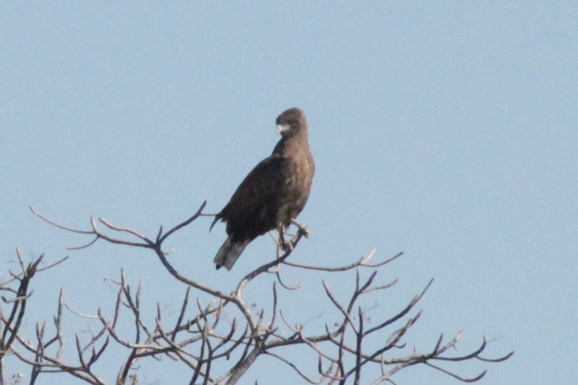 Brown Snake-Eagle - ML183227231