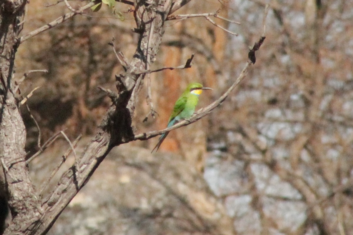 Abejaruco Golondrina - ML183227291