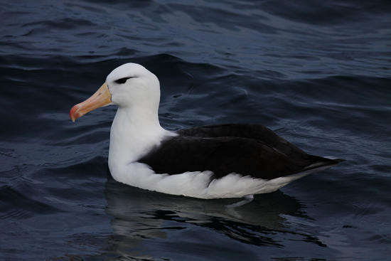 Albatros à sourcils noirs - ML183227901