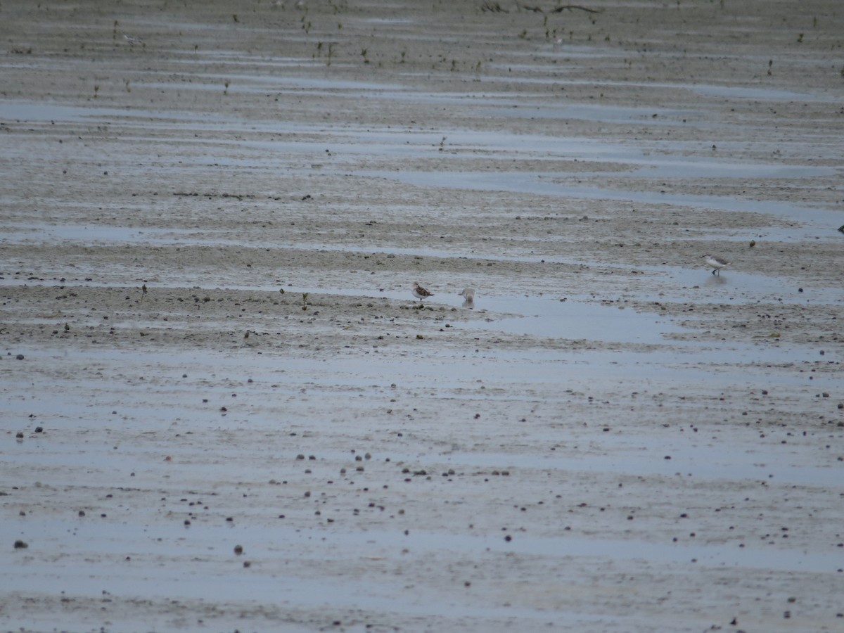 Red-necked Stint - ML183228251