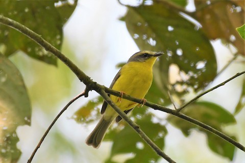 Golden-crowned Warbler - ML183228571