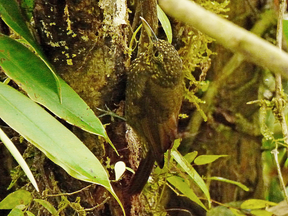 Olive-backed Woodcreeper - ML183229091