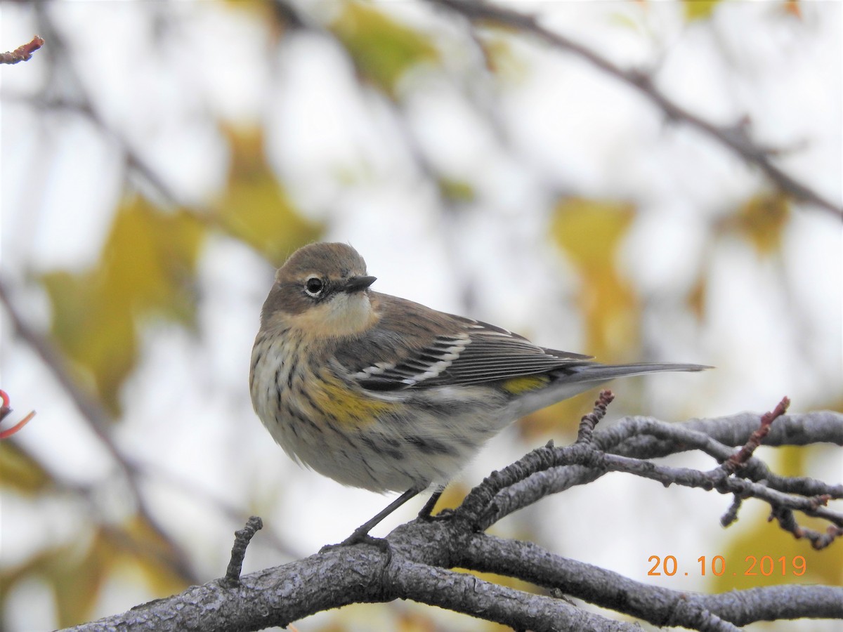 Yellow-rumped Warbler (Myrtle) - dave haupt
