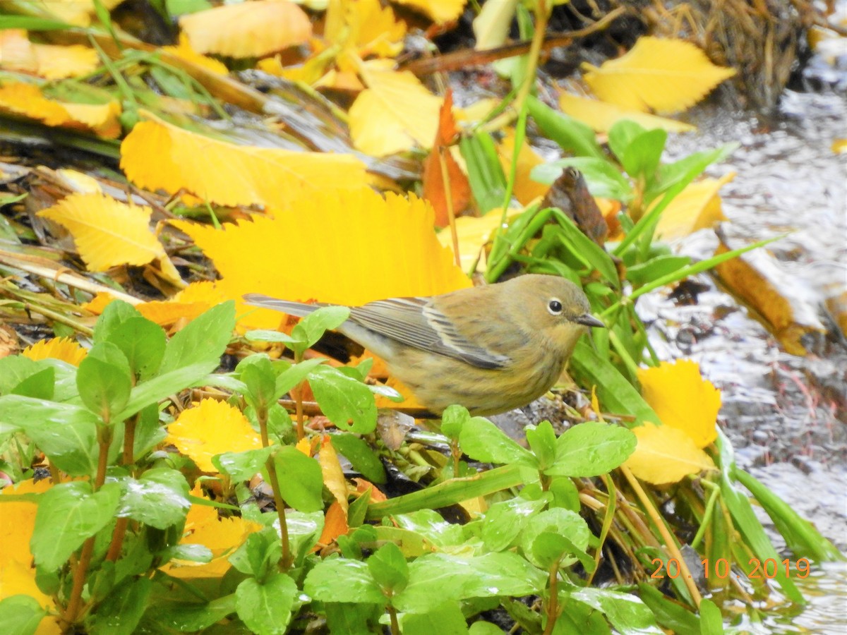 Yellow-rumped Warbler (Audubon's) - ML183229821